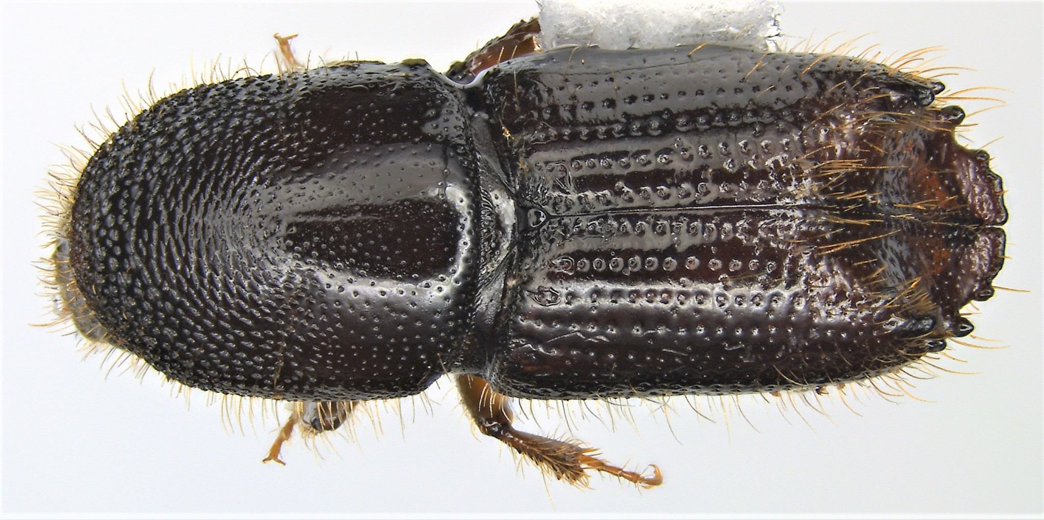 Ips calligraphus