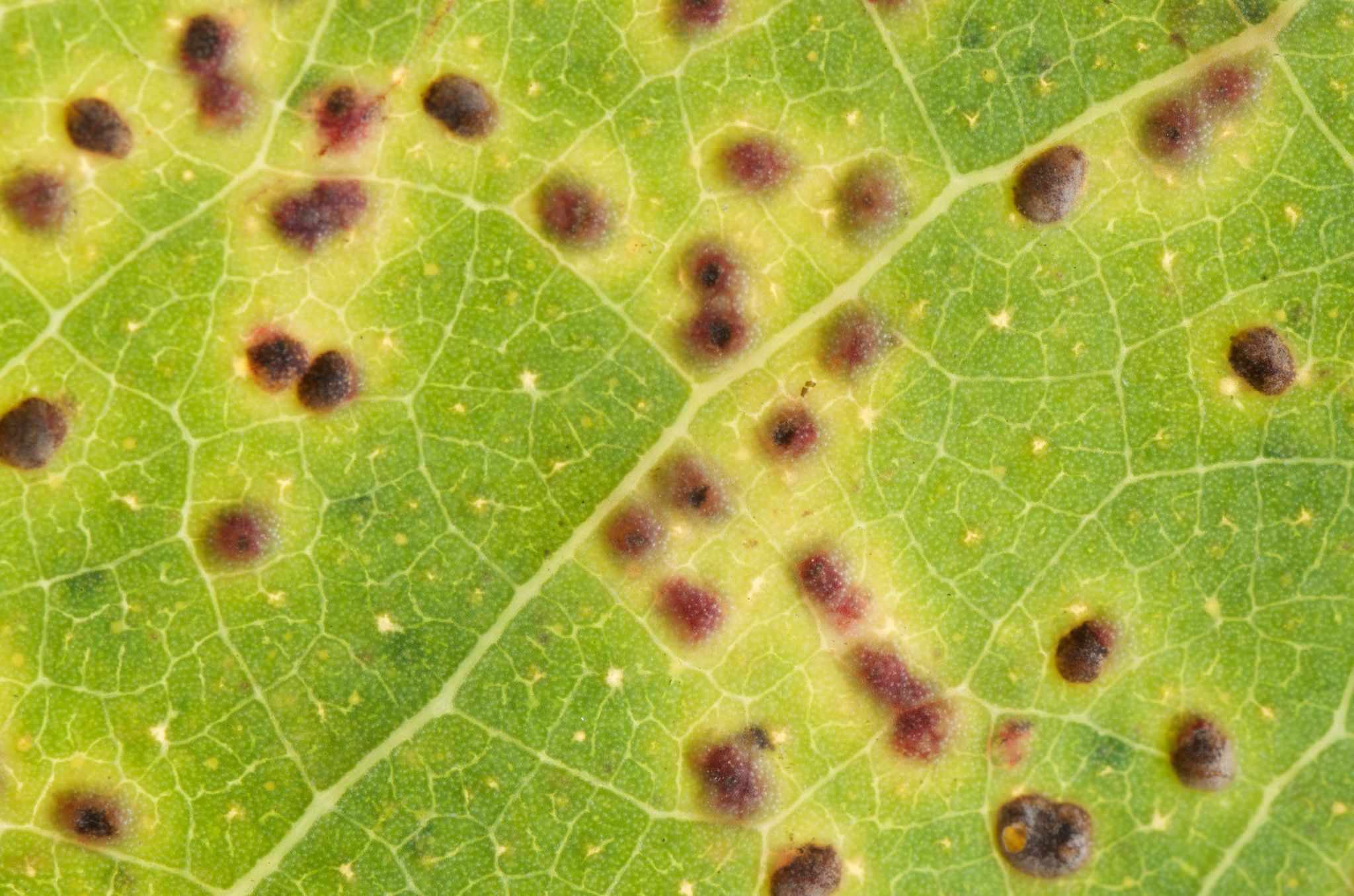 Ophelimus eucalypti