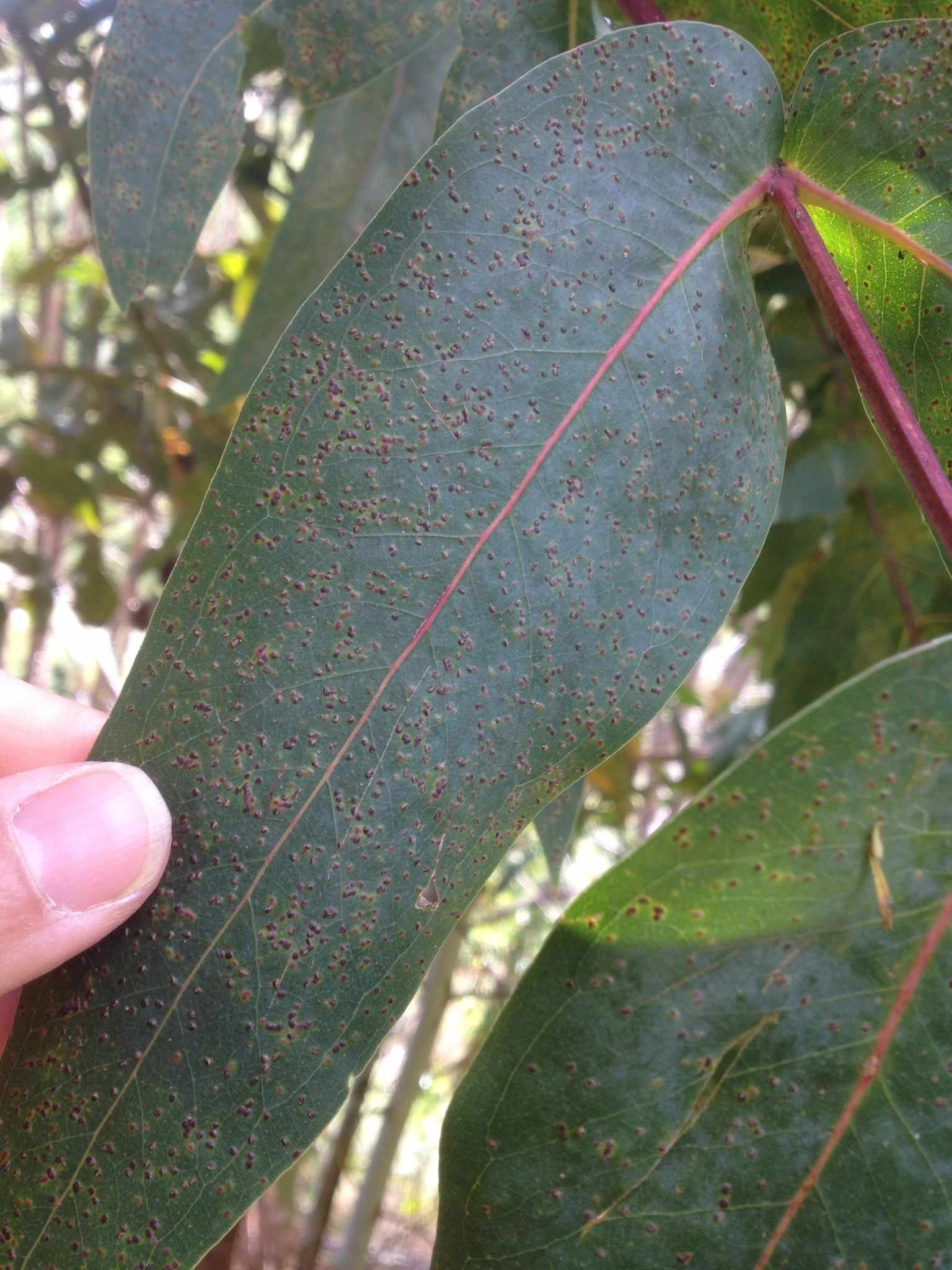 Ophelimus eucalypti