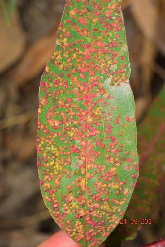 Ophelimus eucalypti