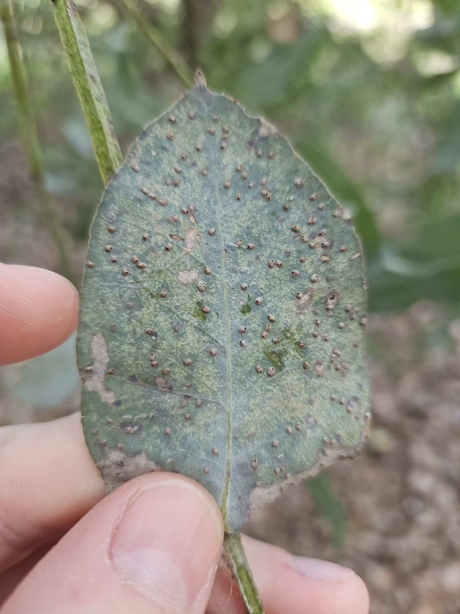 Ophelimus eucalypti