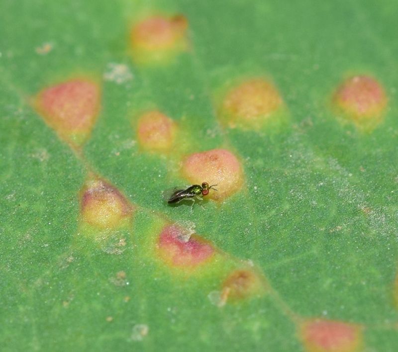 Ophelimus eucalypti