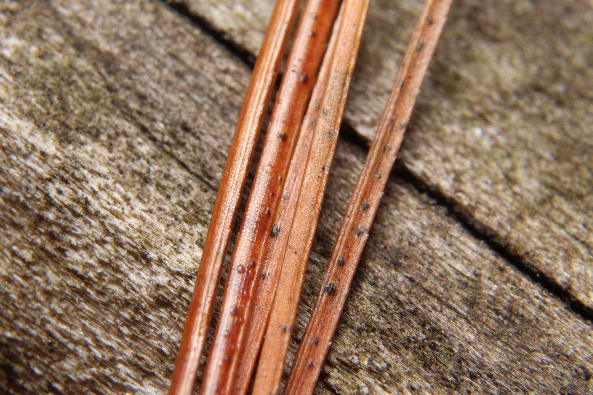Lecanosticta acicola