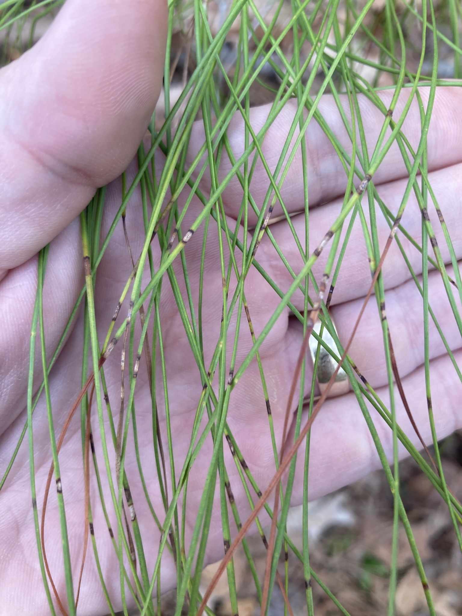 Lecanosticta acicola