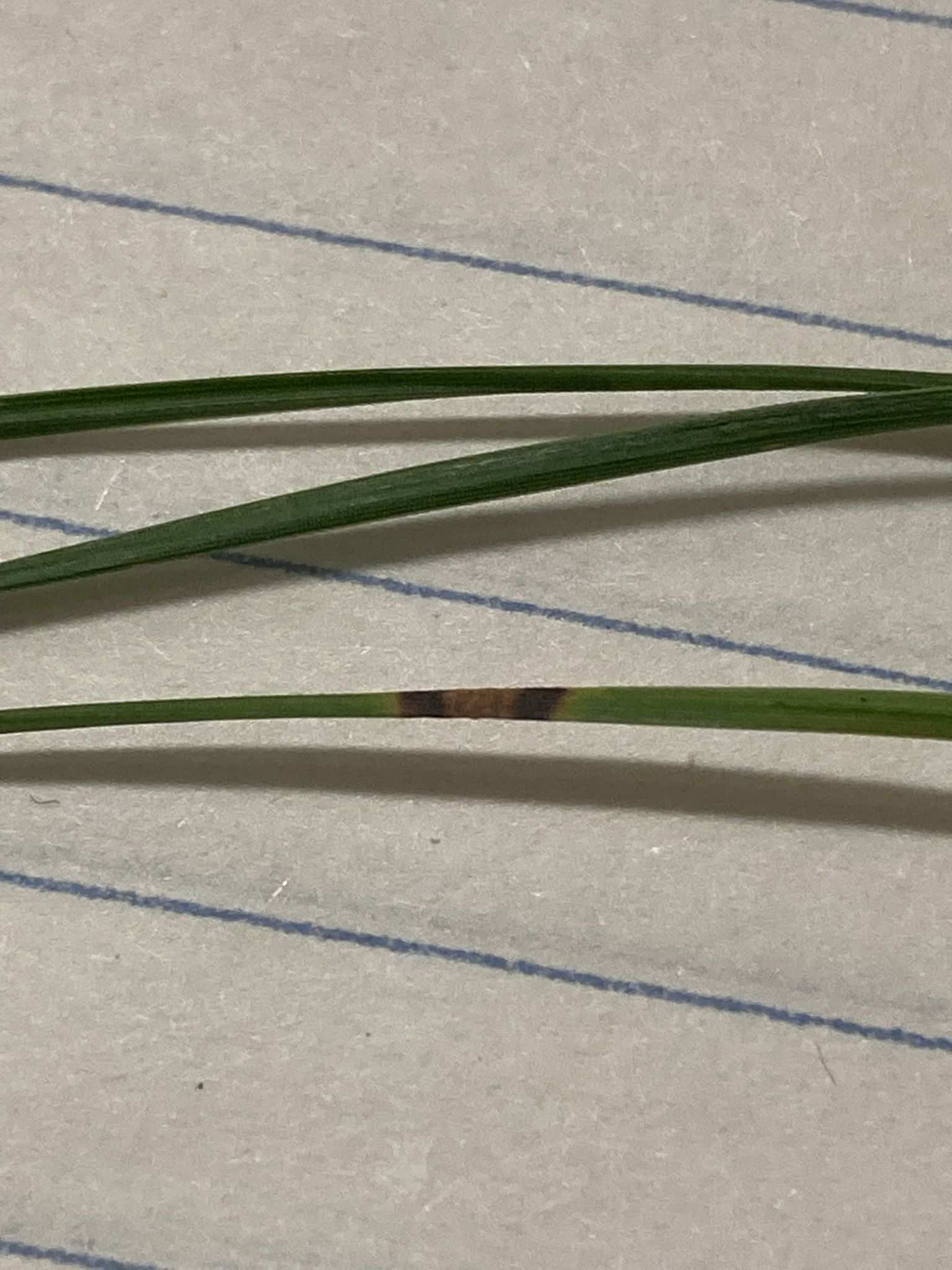 Lecanosticta acicola