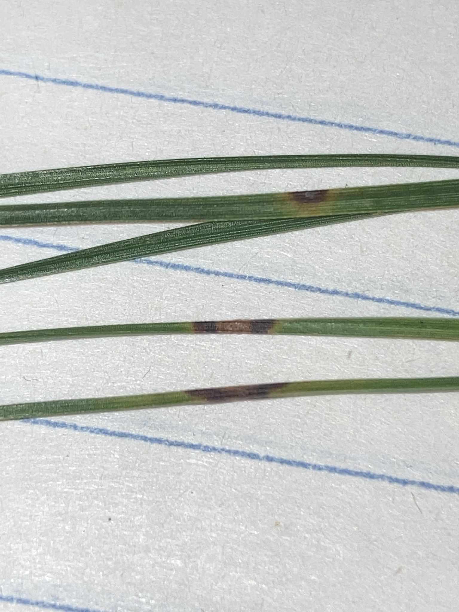 Lecanosticta acicola