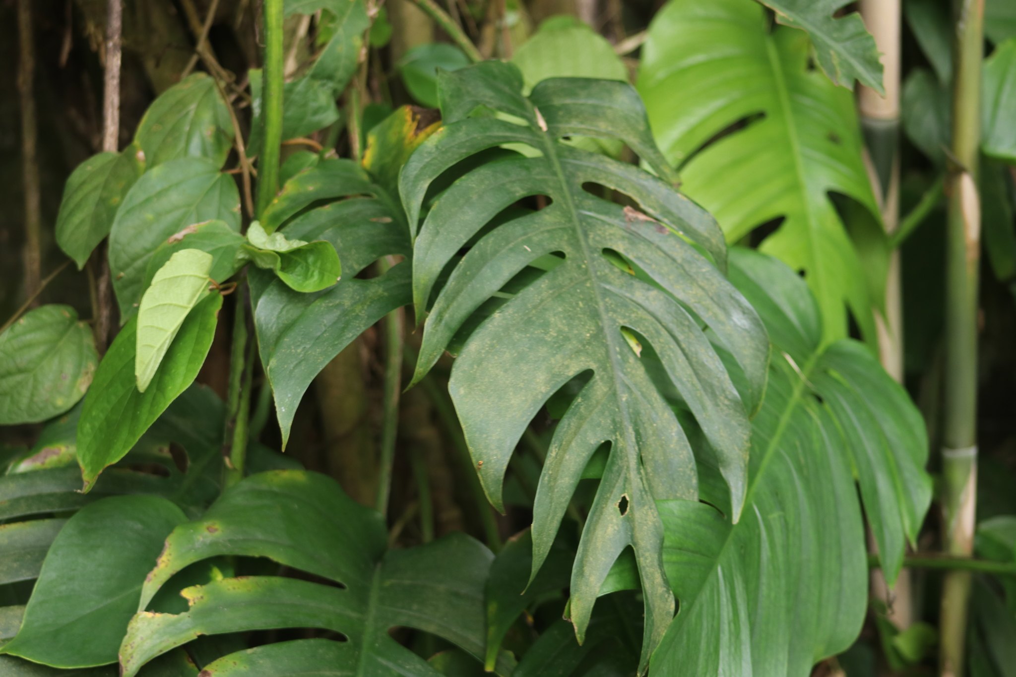 Epipremnum pinnatum