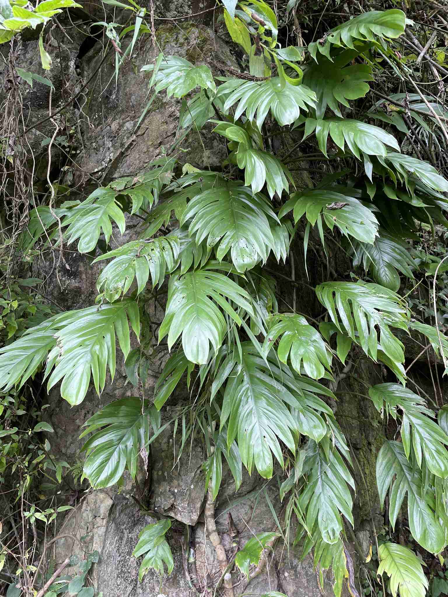 Epipremnum pinnatum