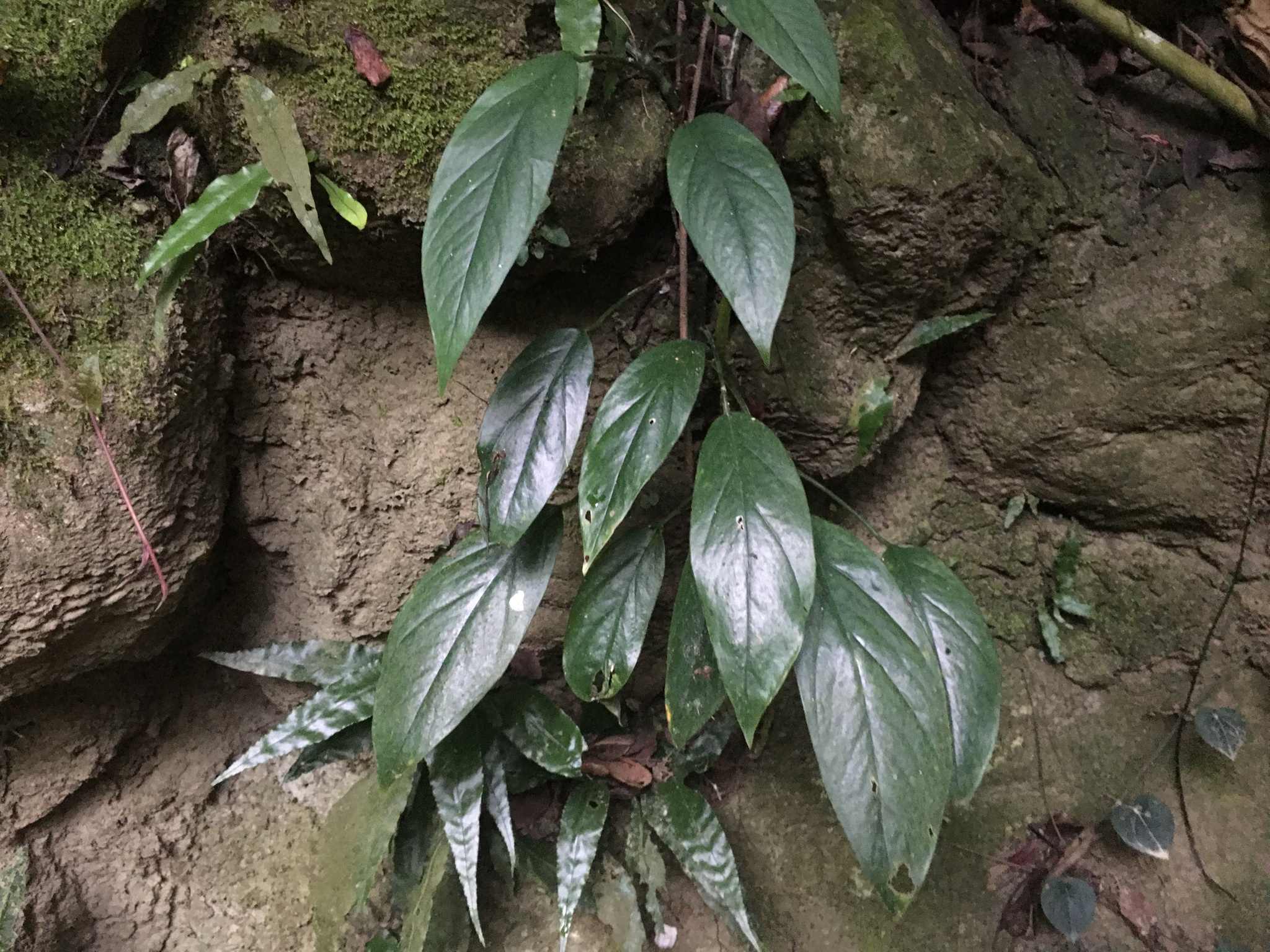 Epipremnum pinnatum