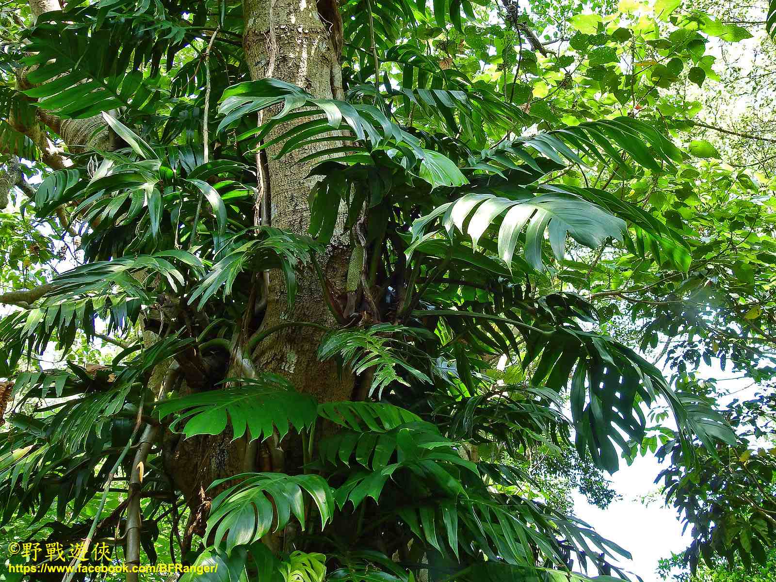 Epipremnum pinnatum