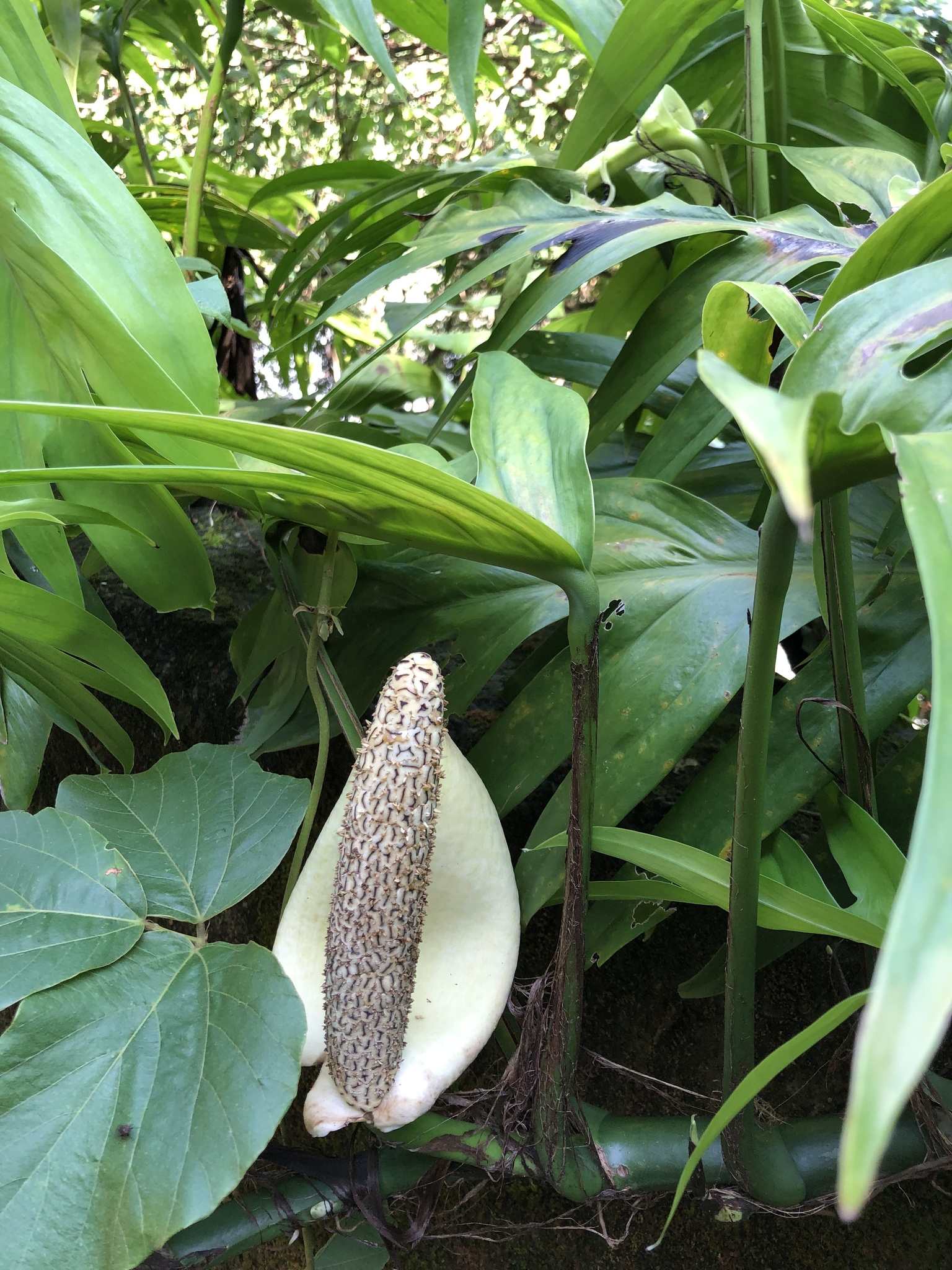 Epipremnum pinnatum