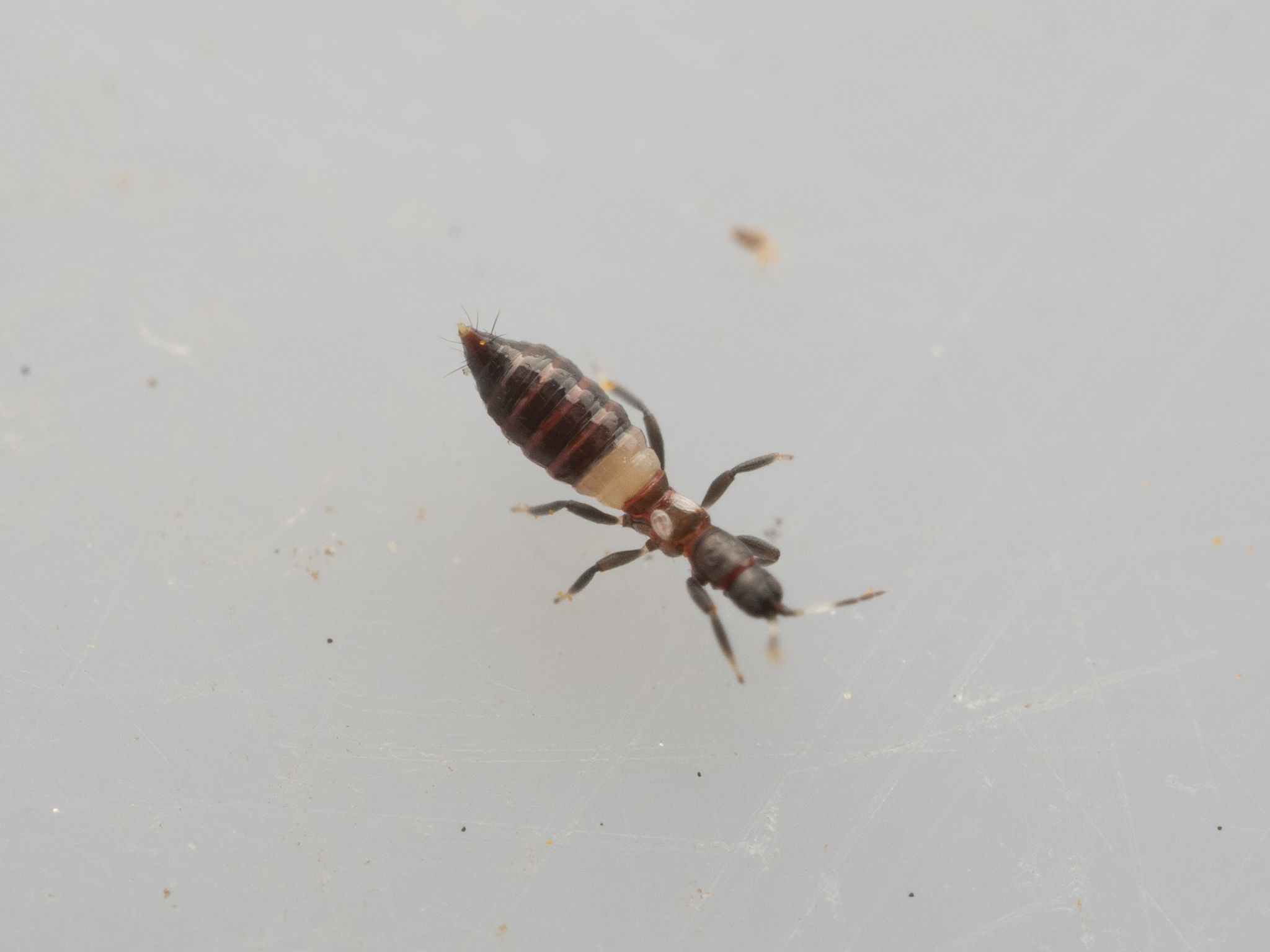 Desmothrips