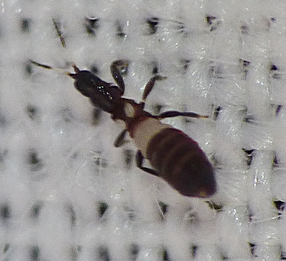 Desmothrips