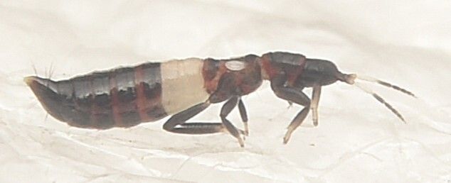 Desmothrips