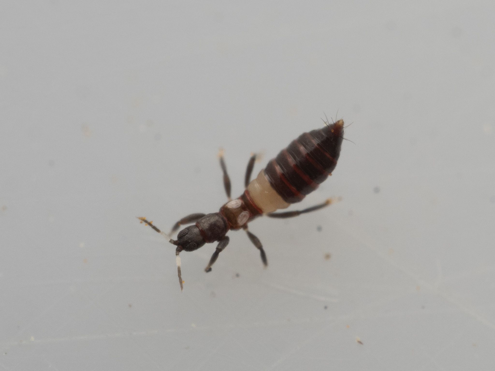 Desmothrips