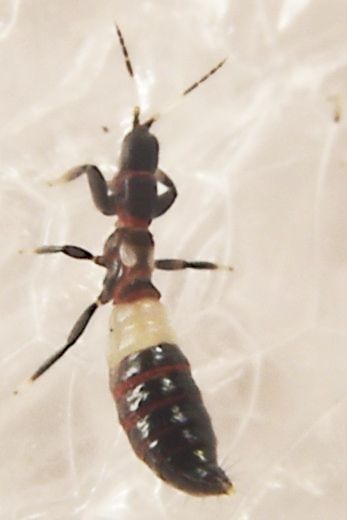 Desmothrips