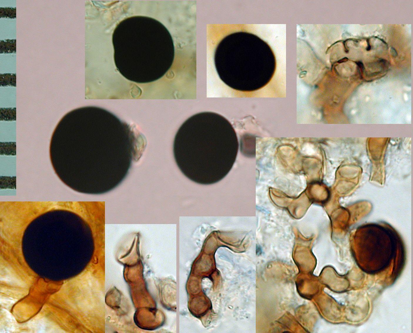 Nigrospora sacchari