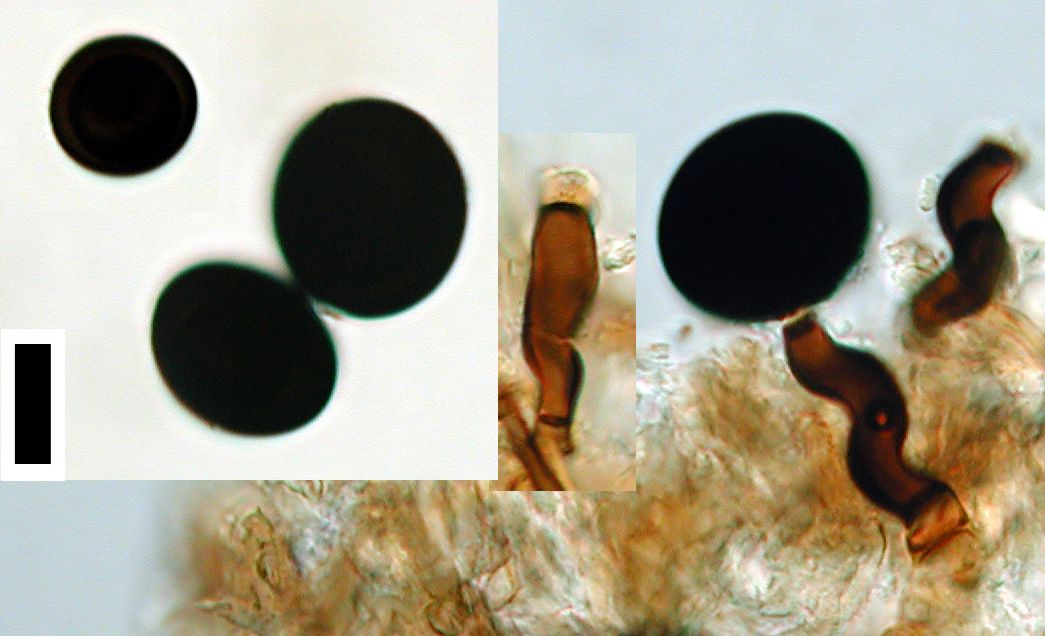 Nigrospora sacchari