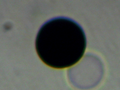 Nigrospora sacchari