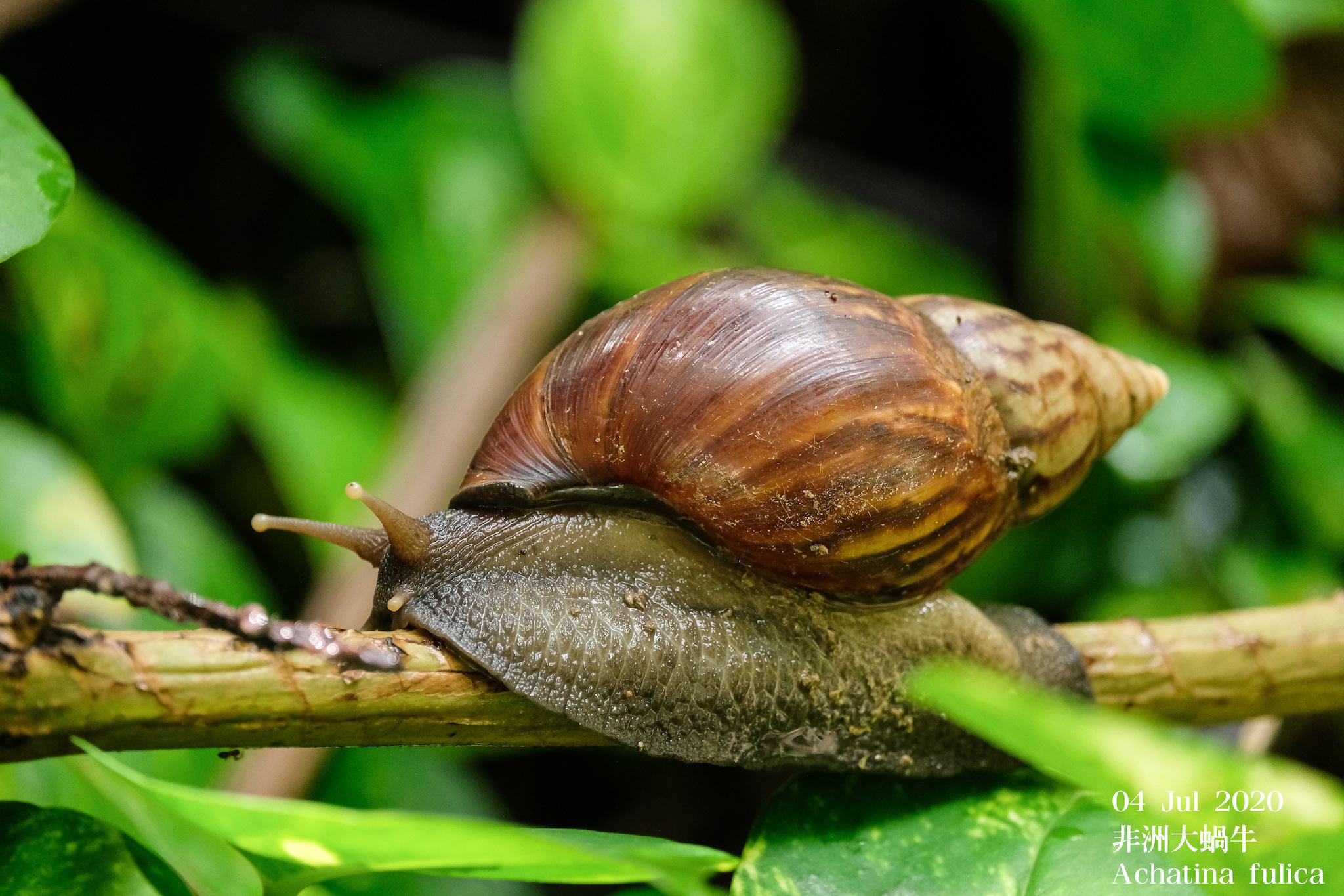 Achatina achatina