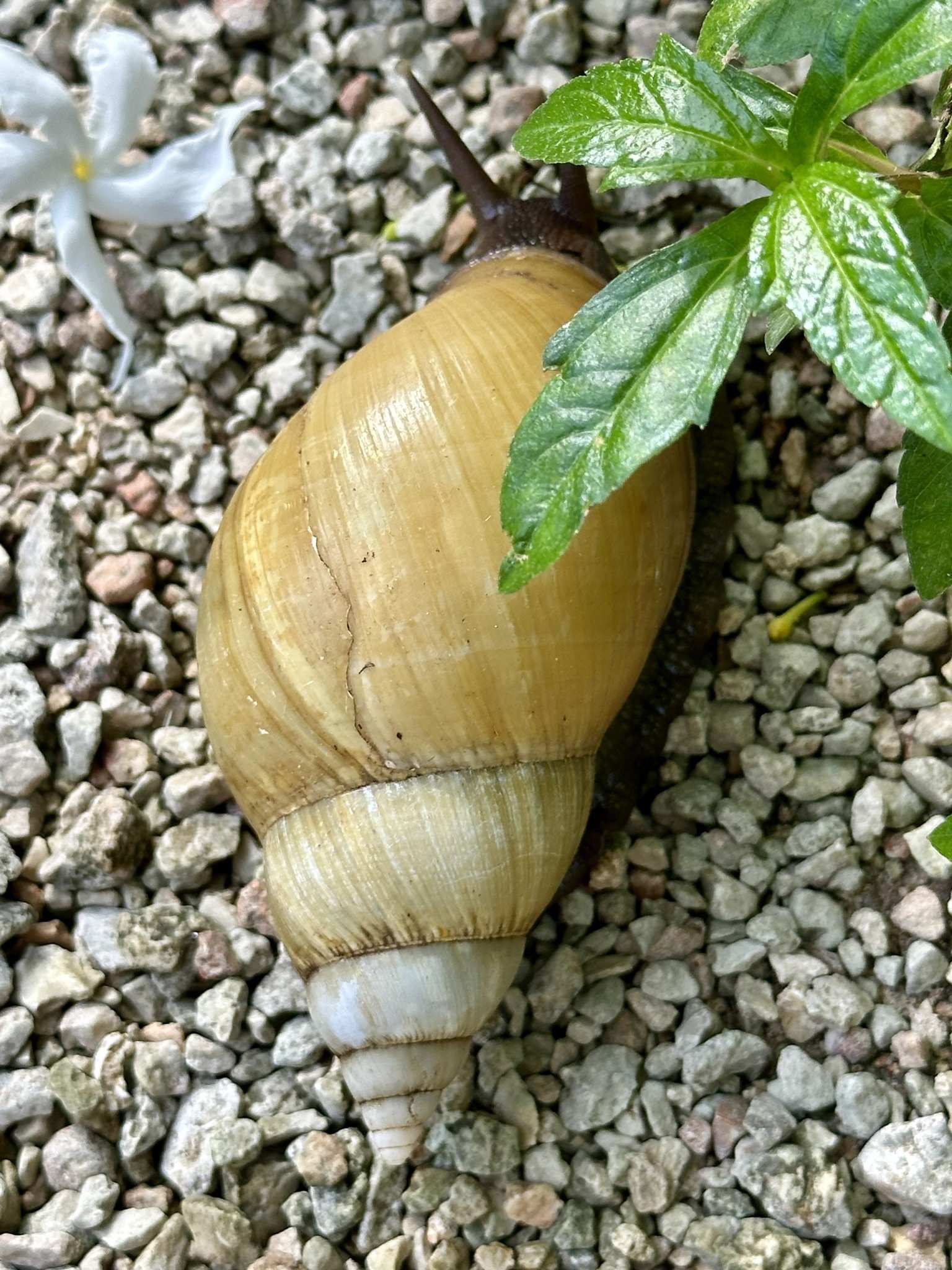 Achatina achatina