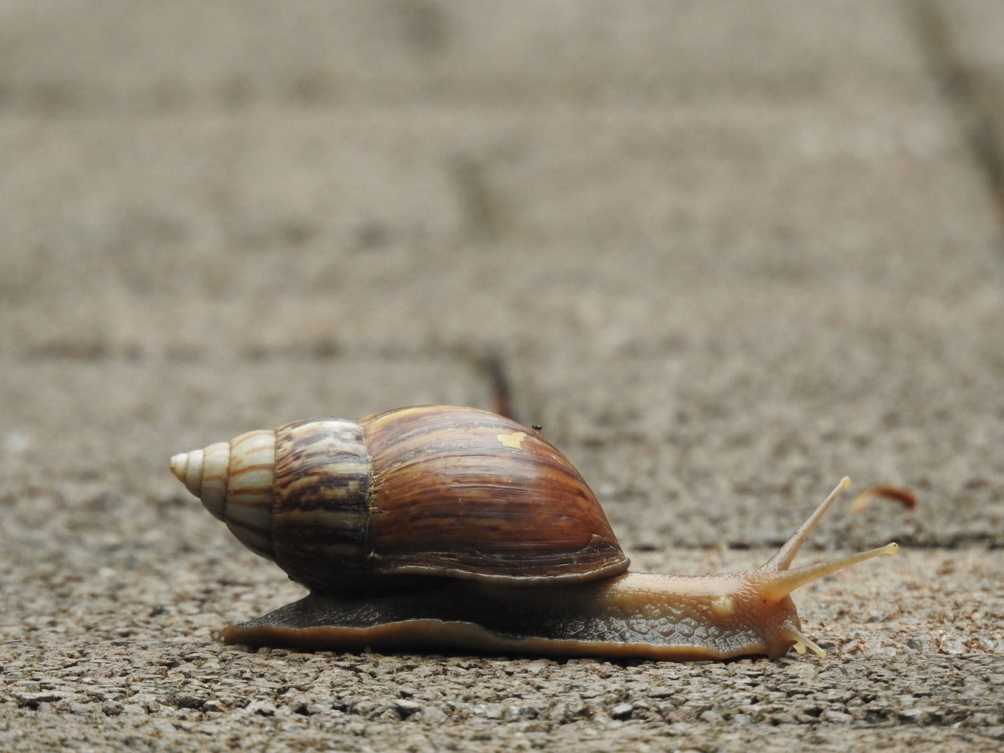 Achatina achatina