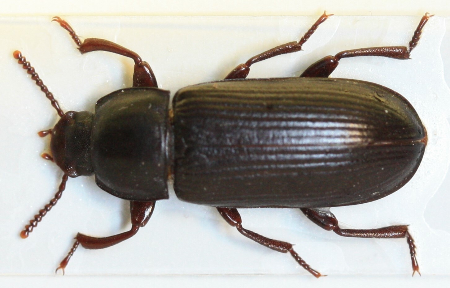 Tenebrio molitor