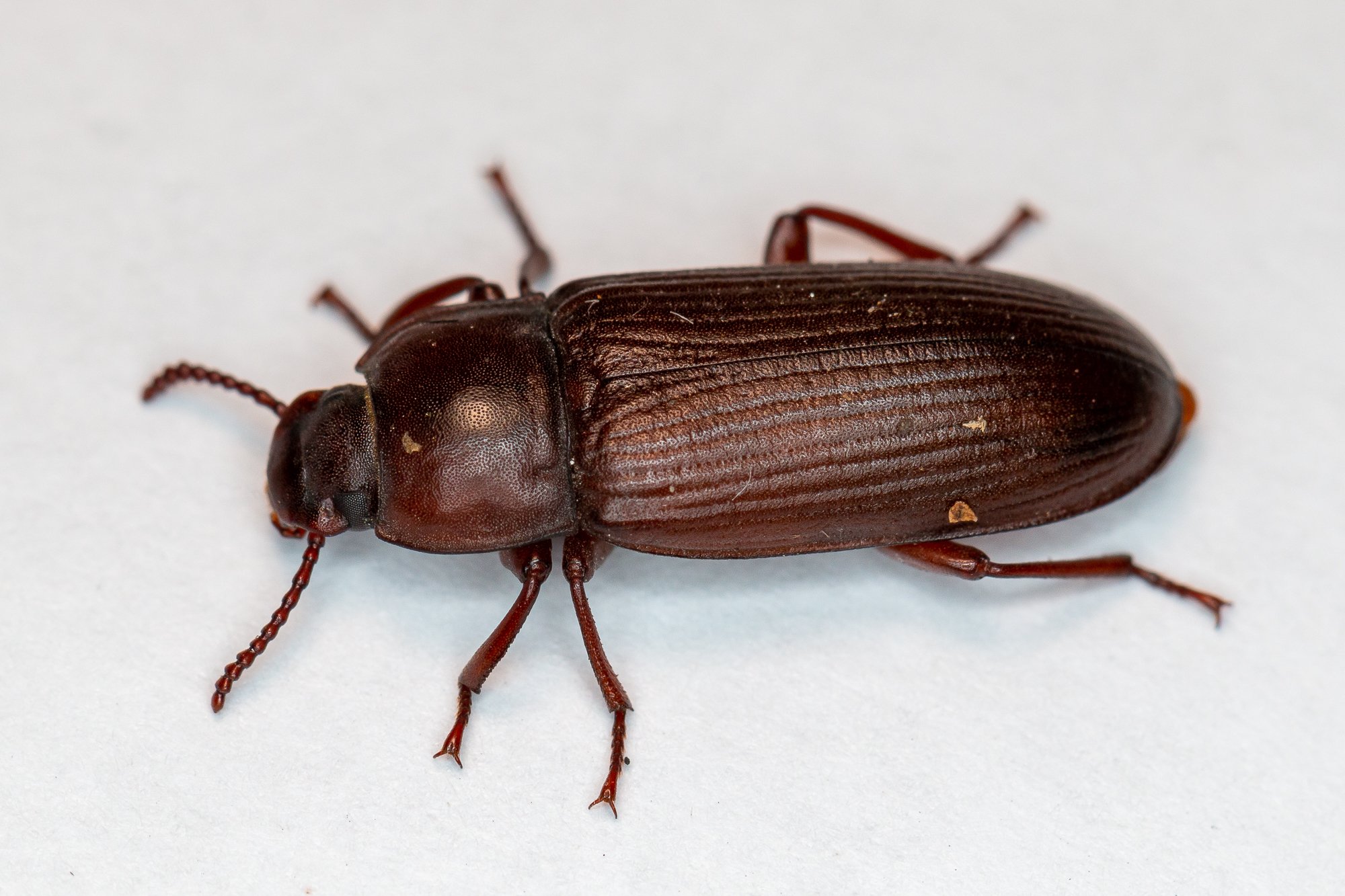 Tenebrio molitor