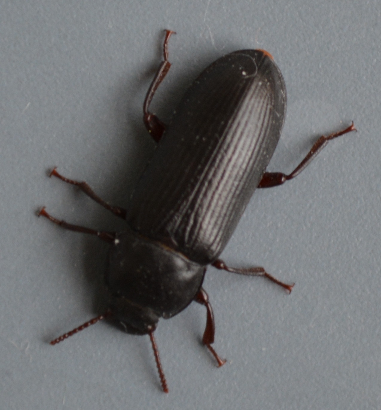 Tenebrio molitor