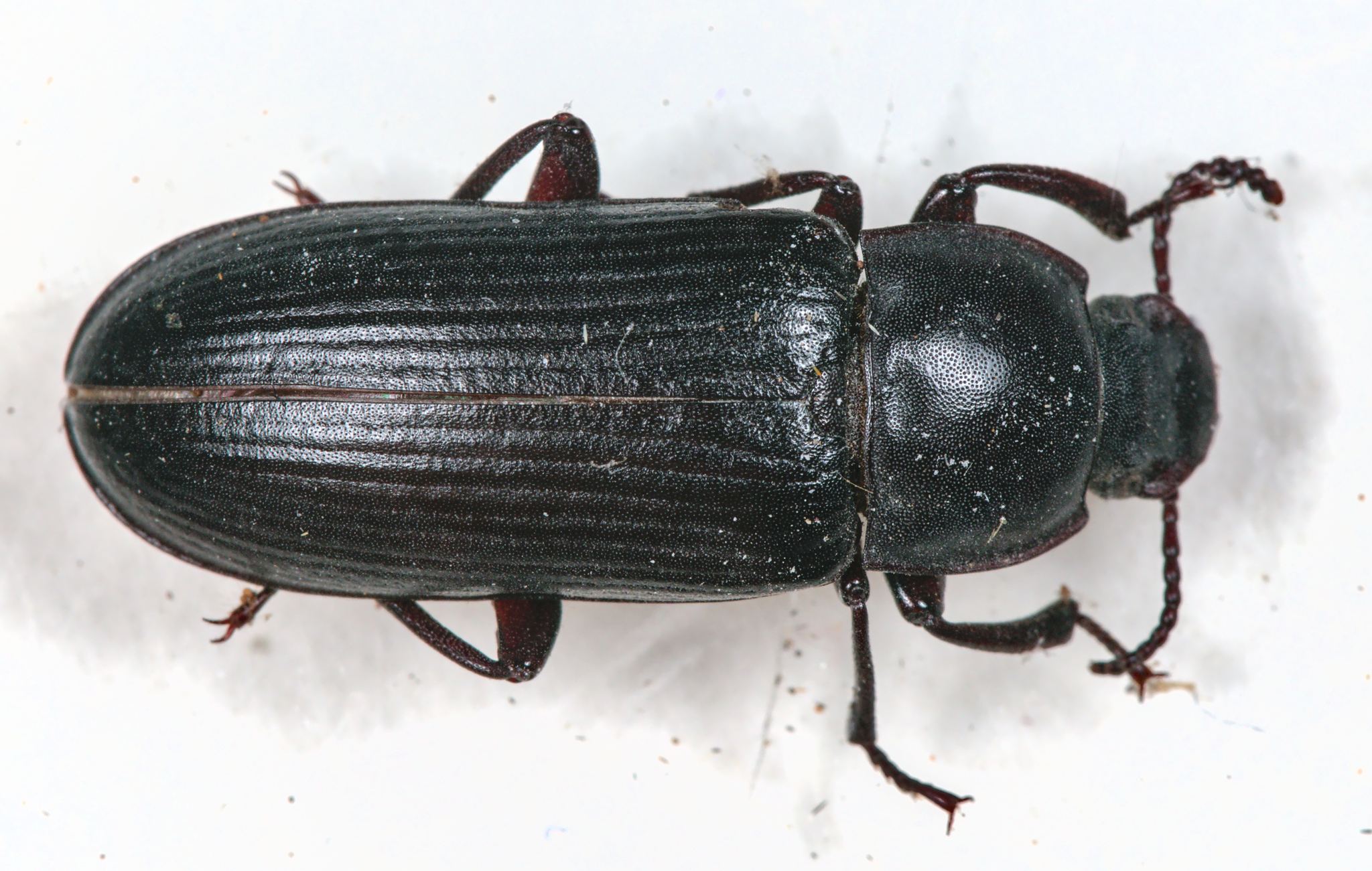 Tenebrio molitor