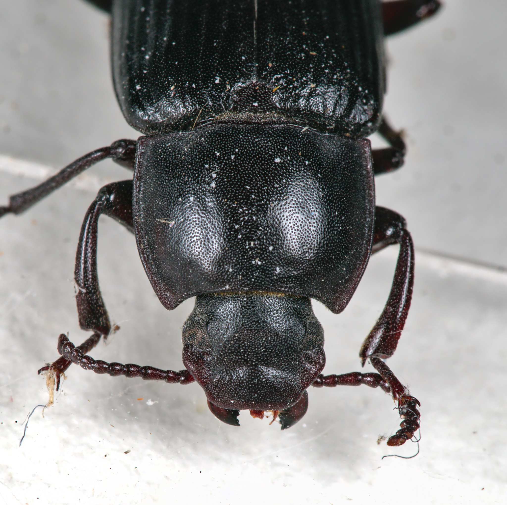 Tenebrio molitor