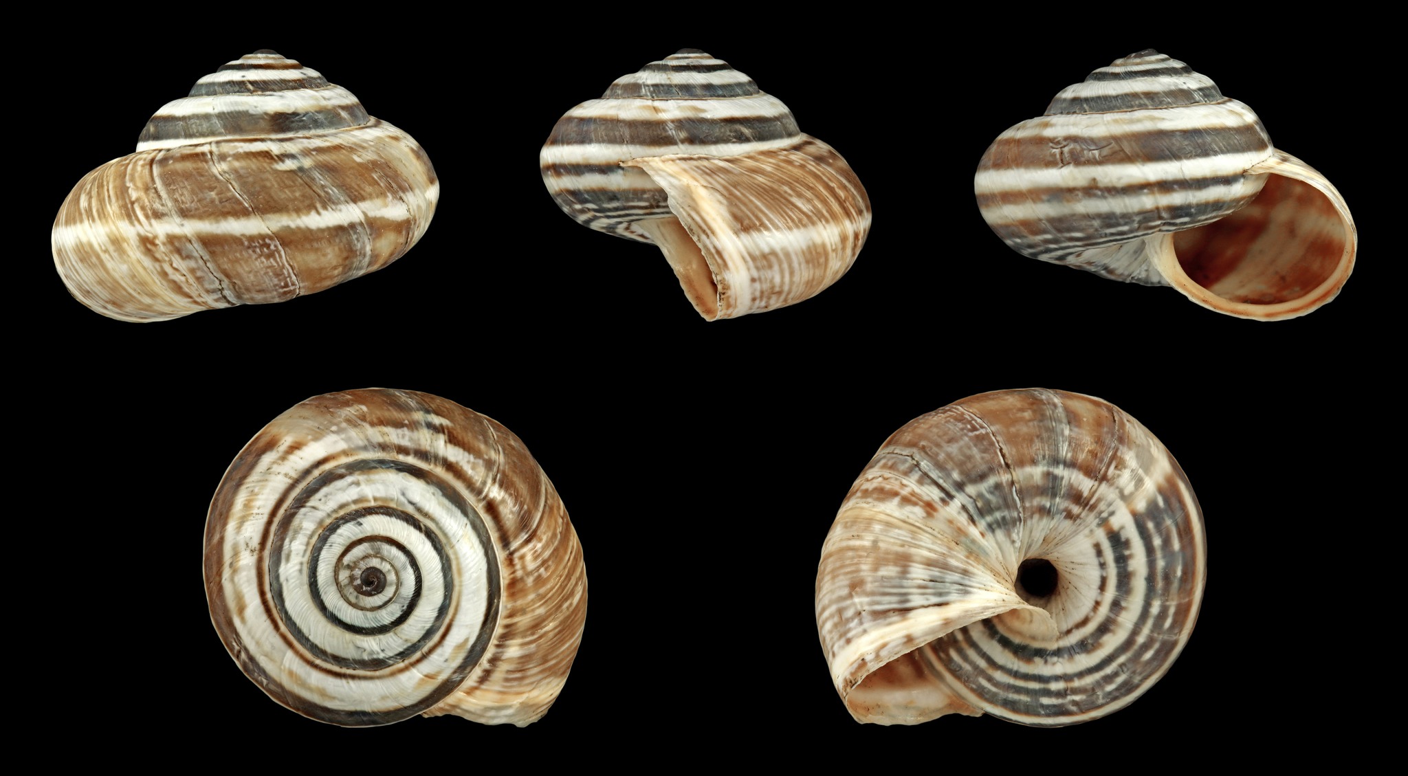 Cernuella virgata