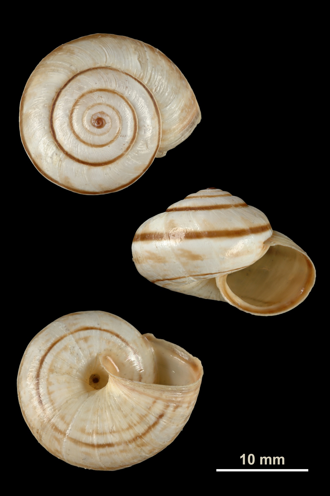 Cernuella virgata