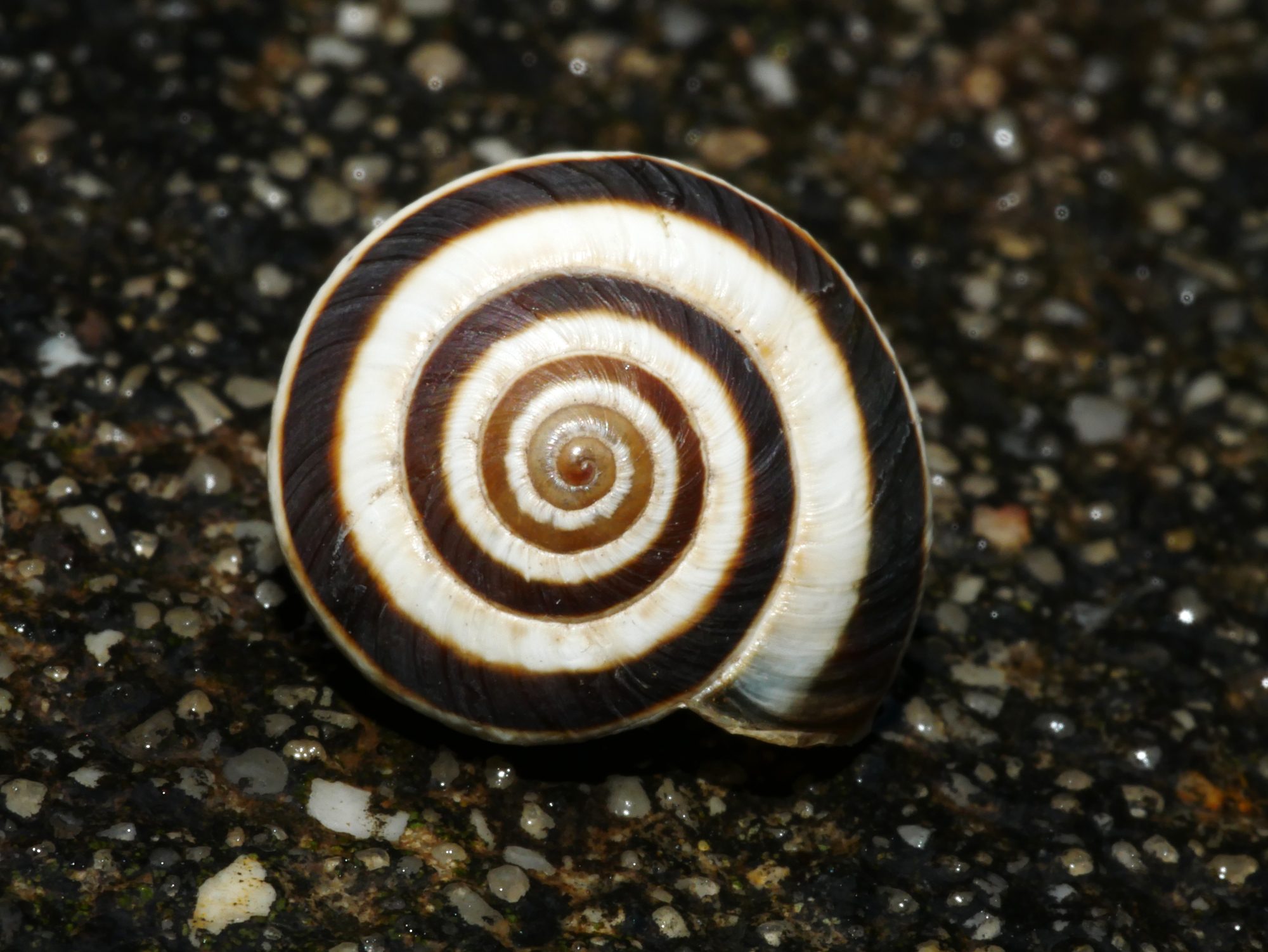 Cernuella virgata