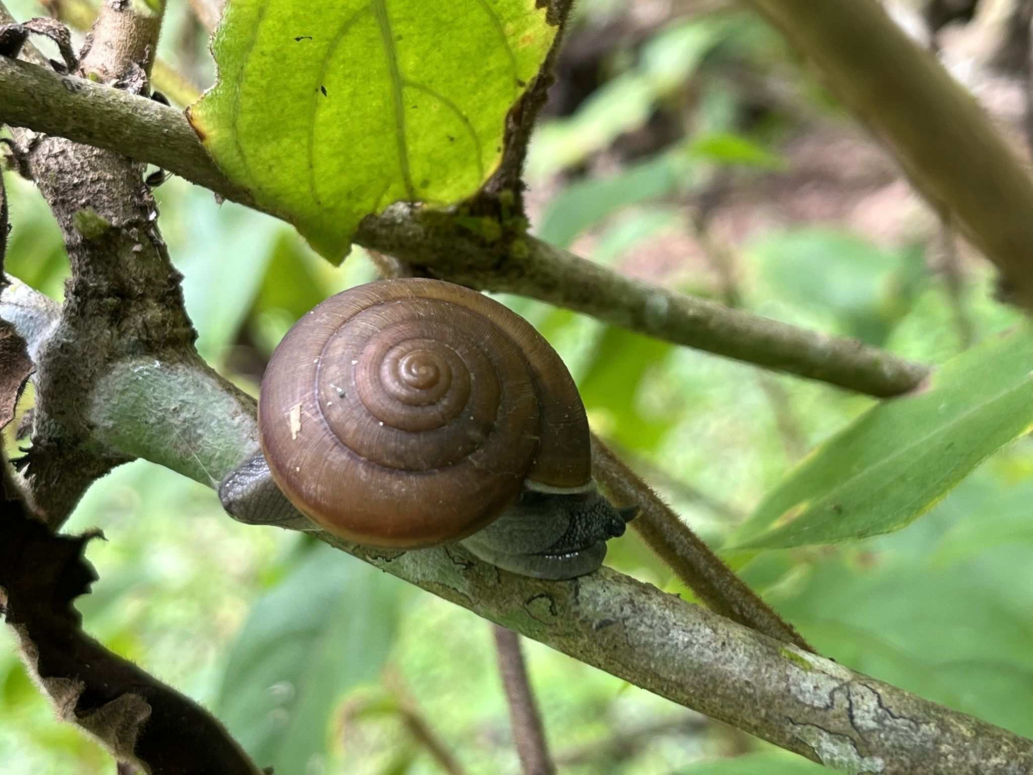 Cryptozona siamensis
