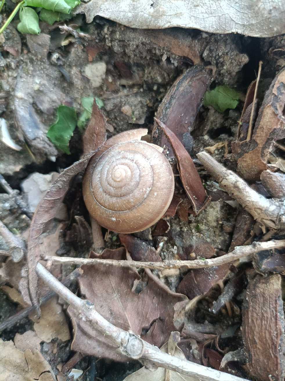 Cryptozona siamensis