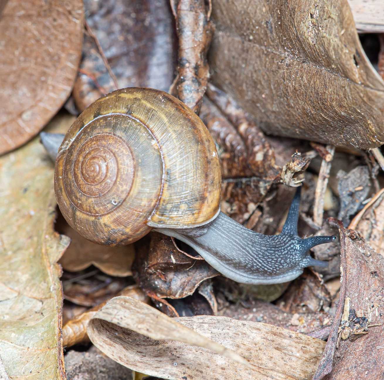 Cryptozona siamensis