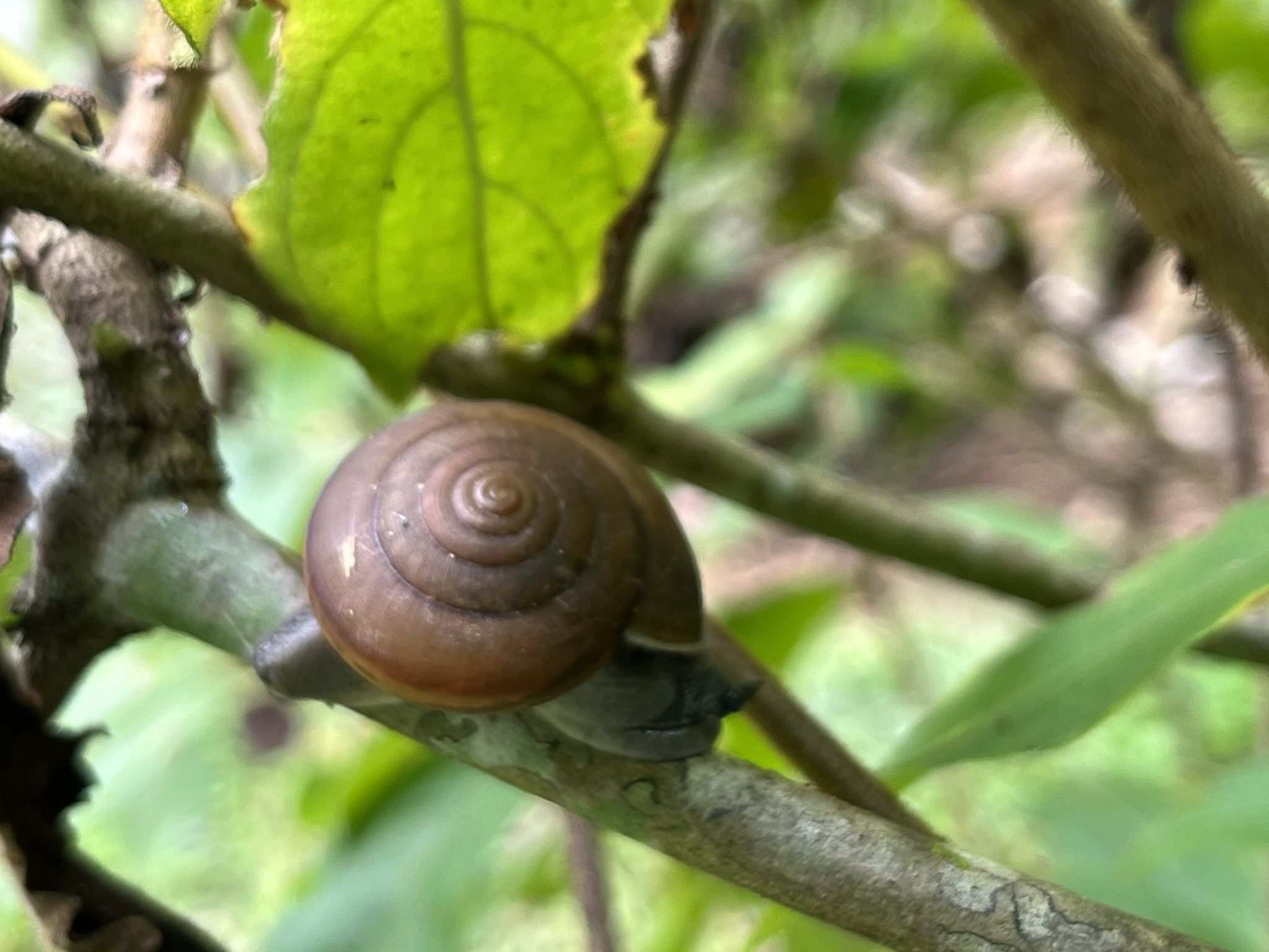 Cryptozona siamensis