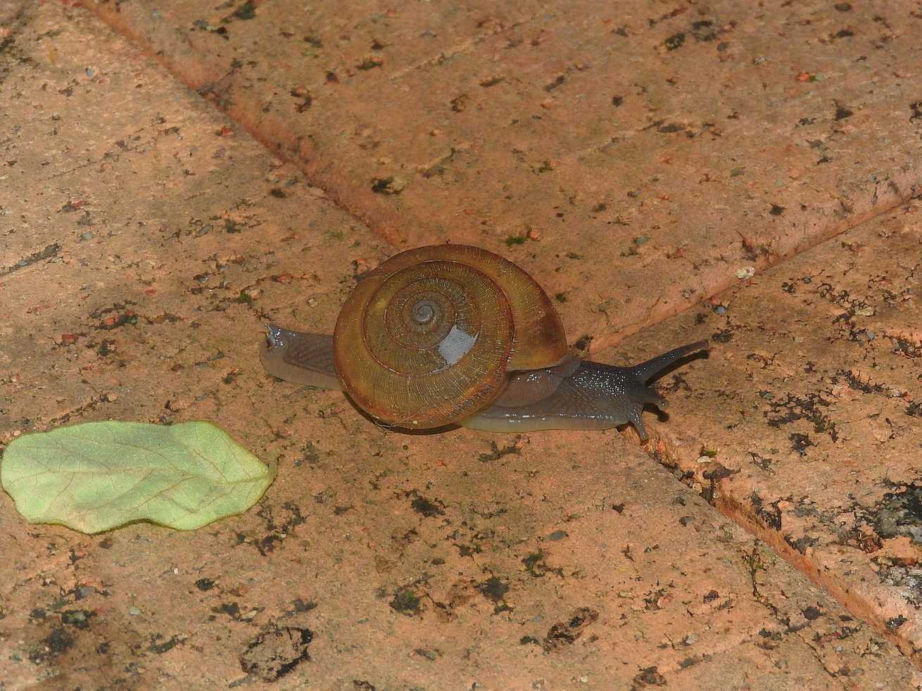 Cryptozona siamensis
