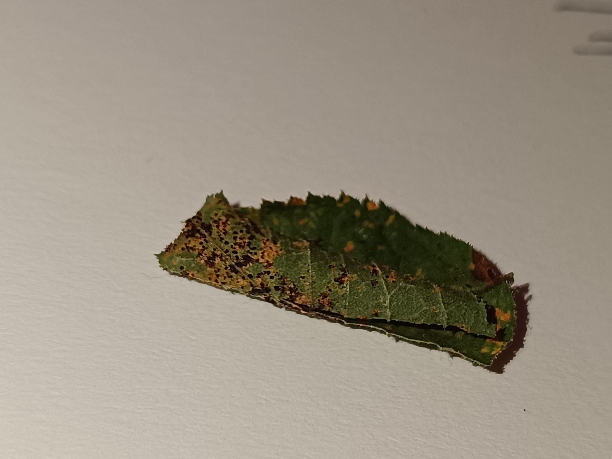 Phragmidium tuberculatum
