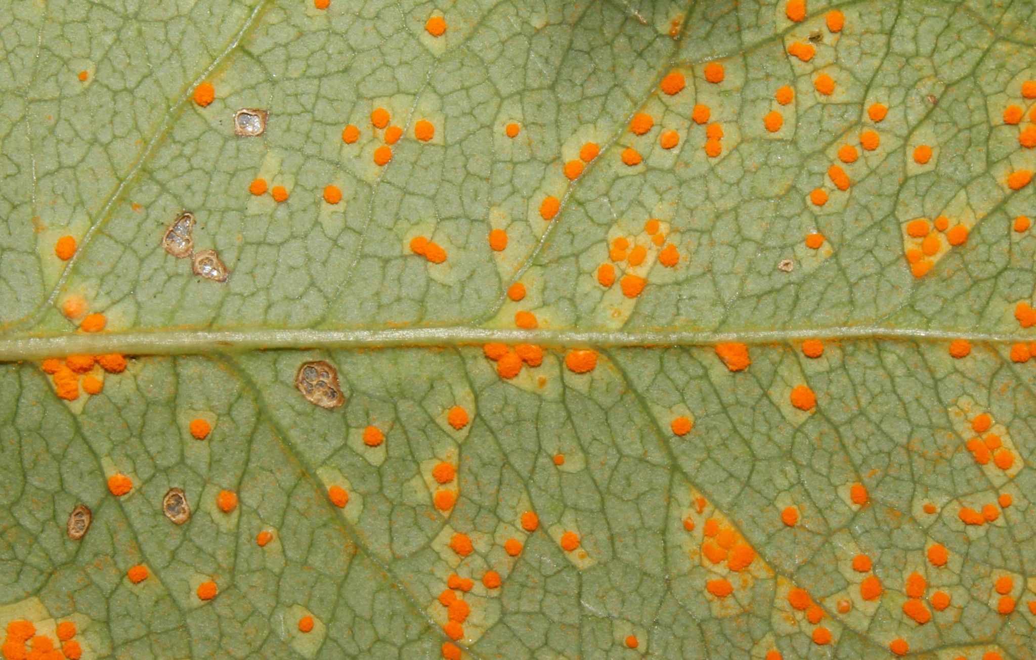 Phragmidium tuberculatum
