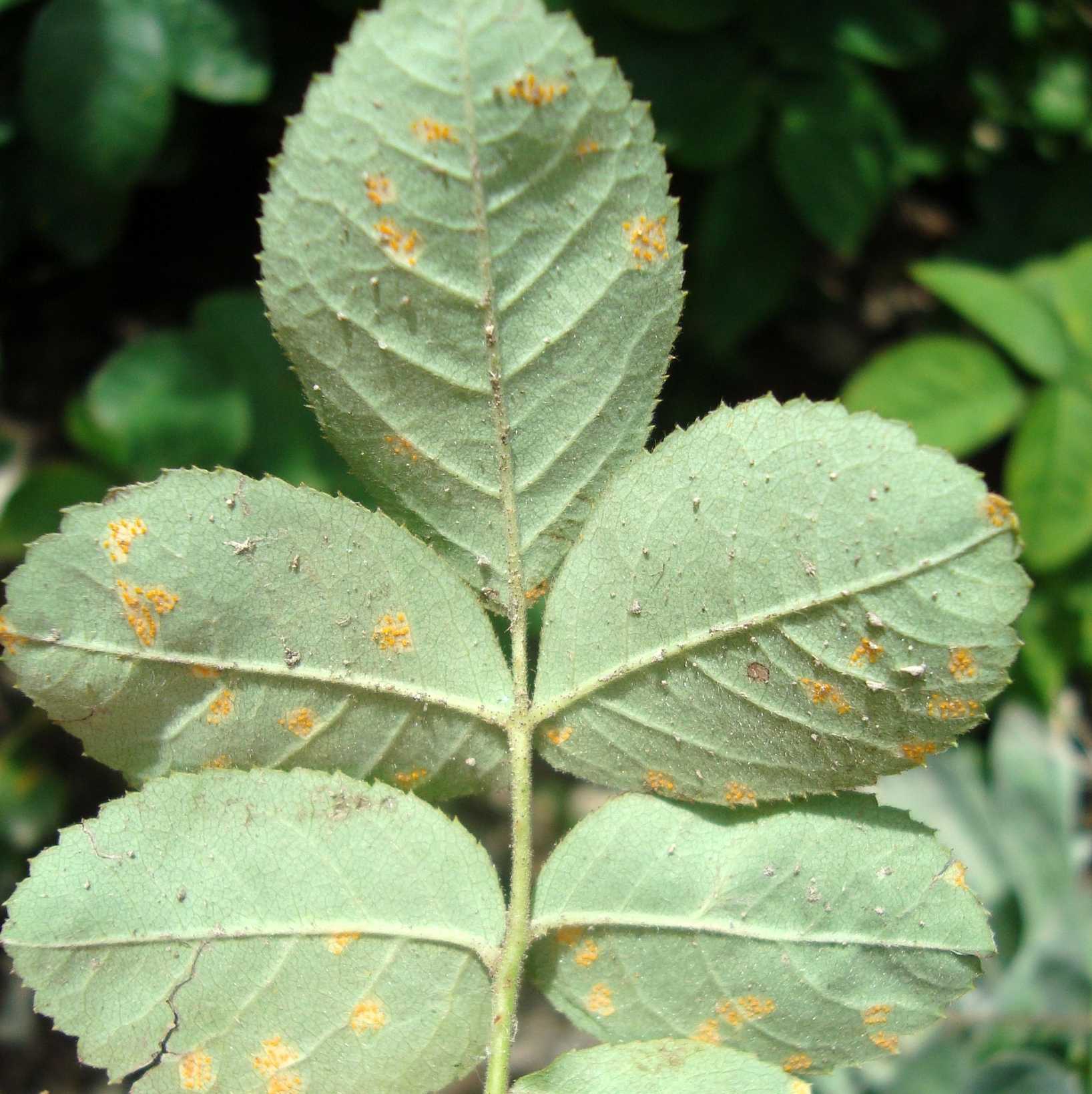 Phragmidium tuberculatum