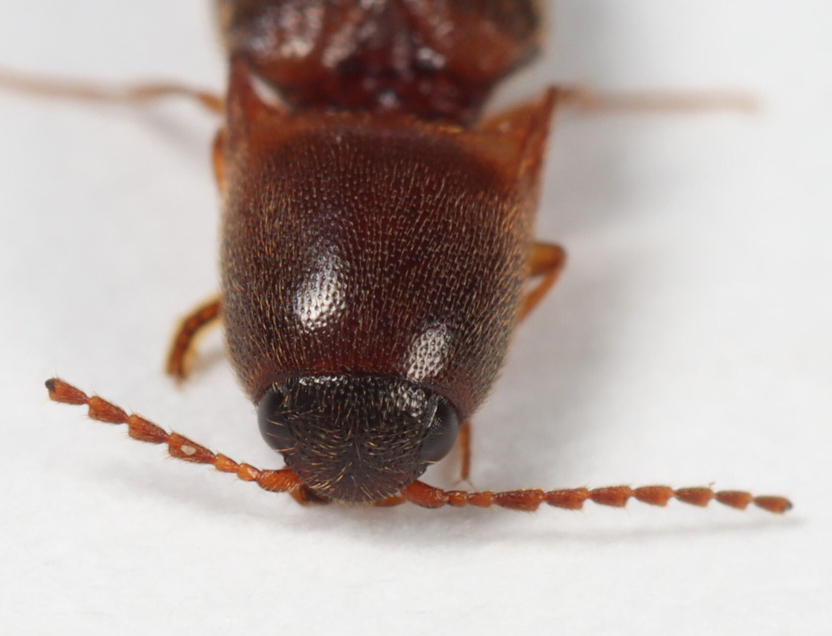 Megapenthes