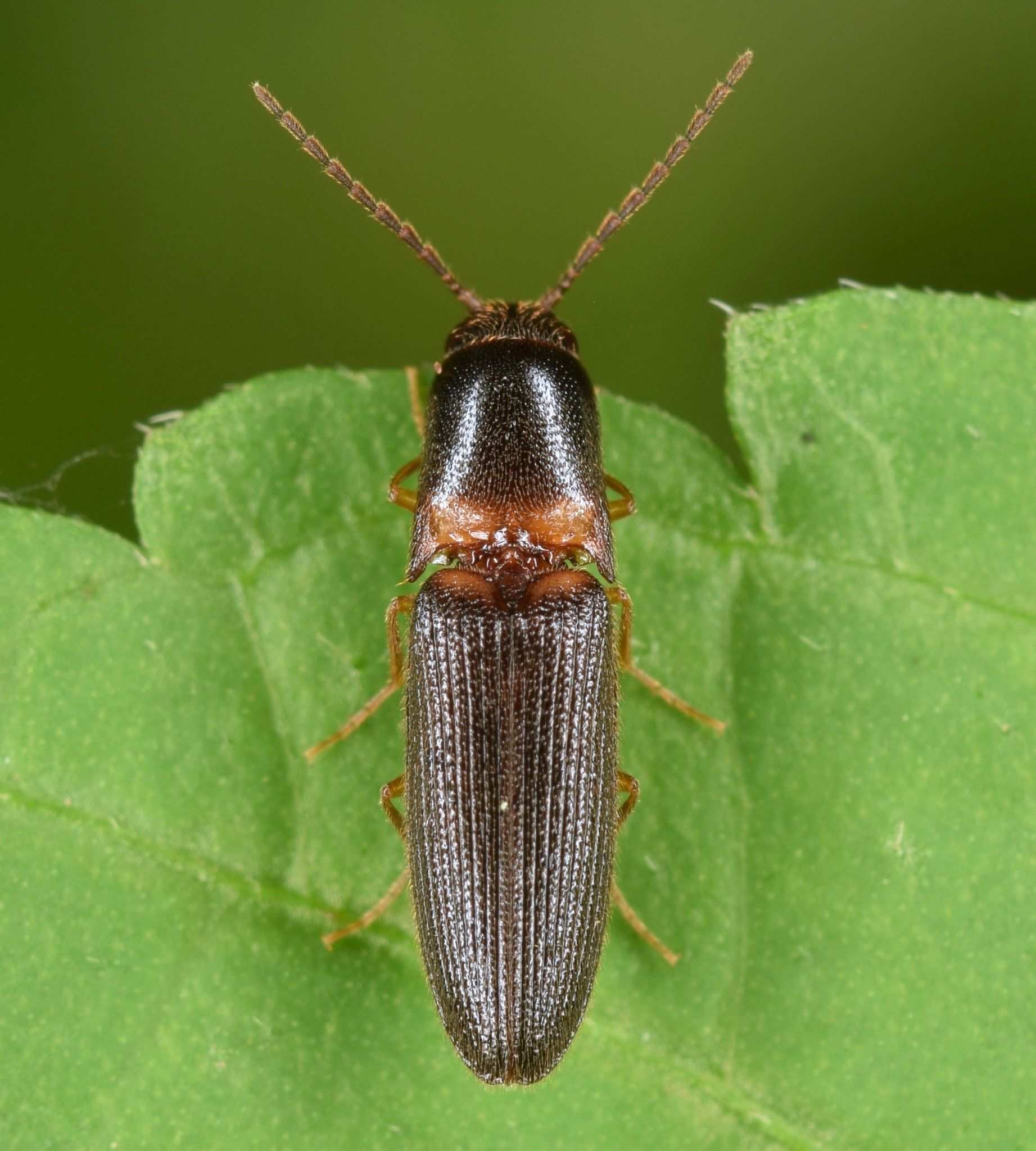 Megapenthes
