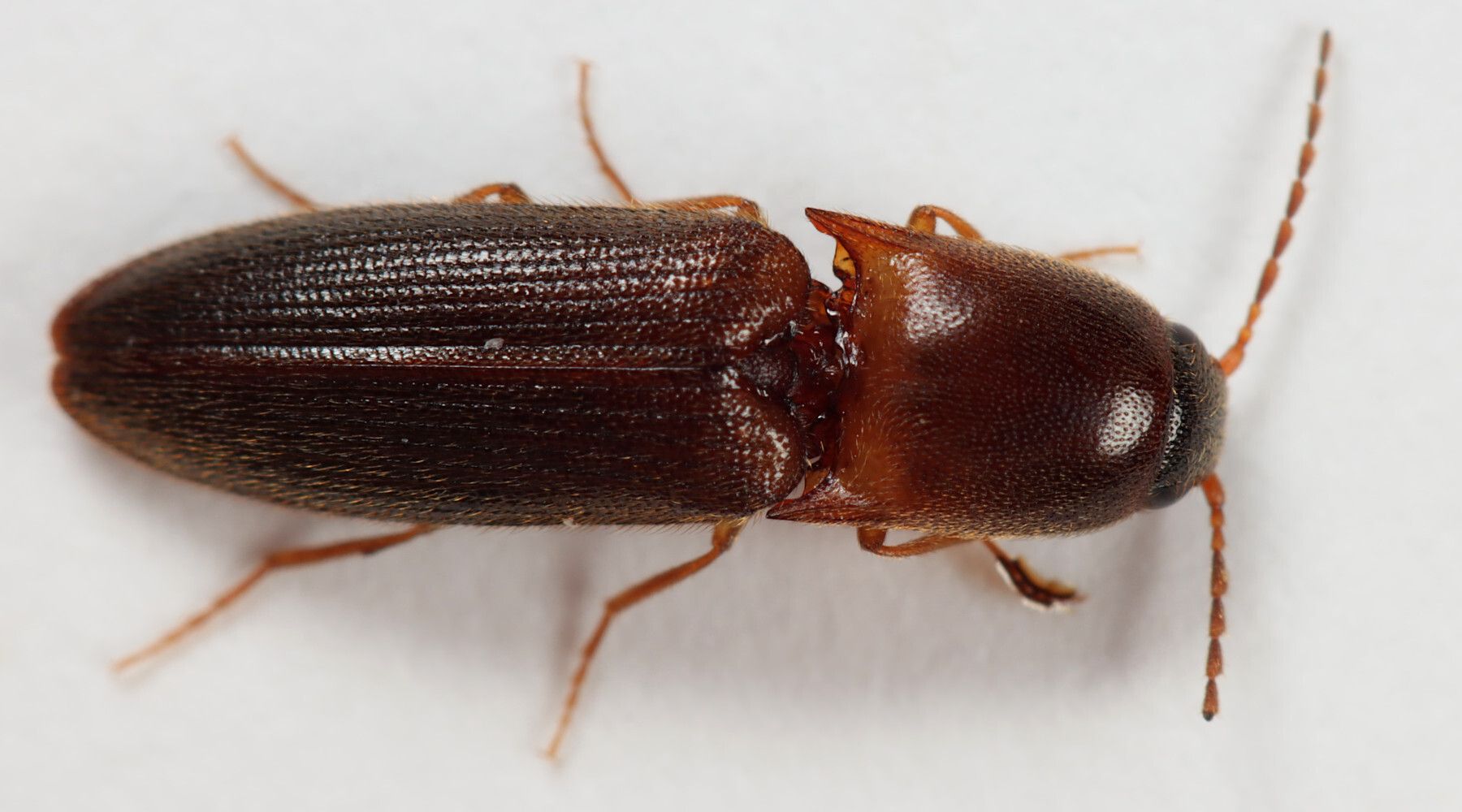 Megapenthes
