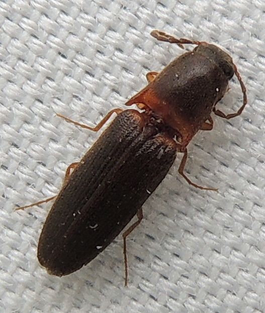 Megapenthes