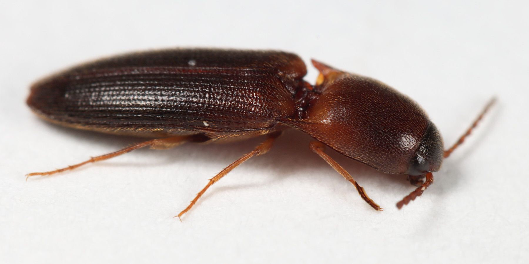 Megapenthes