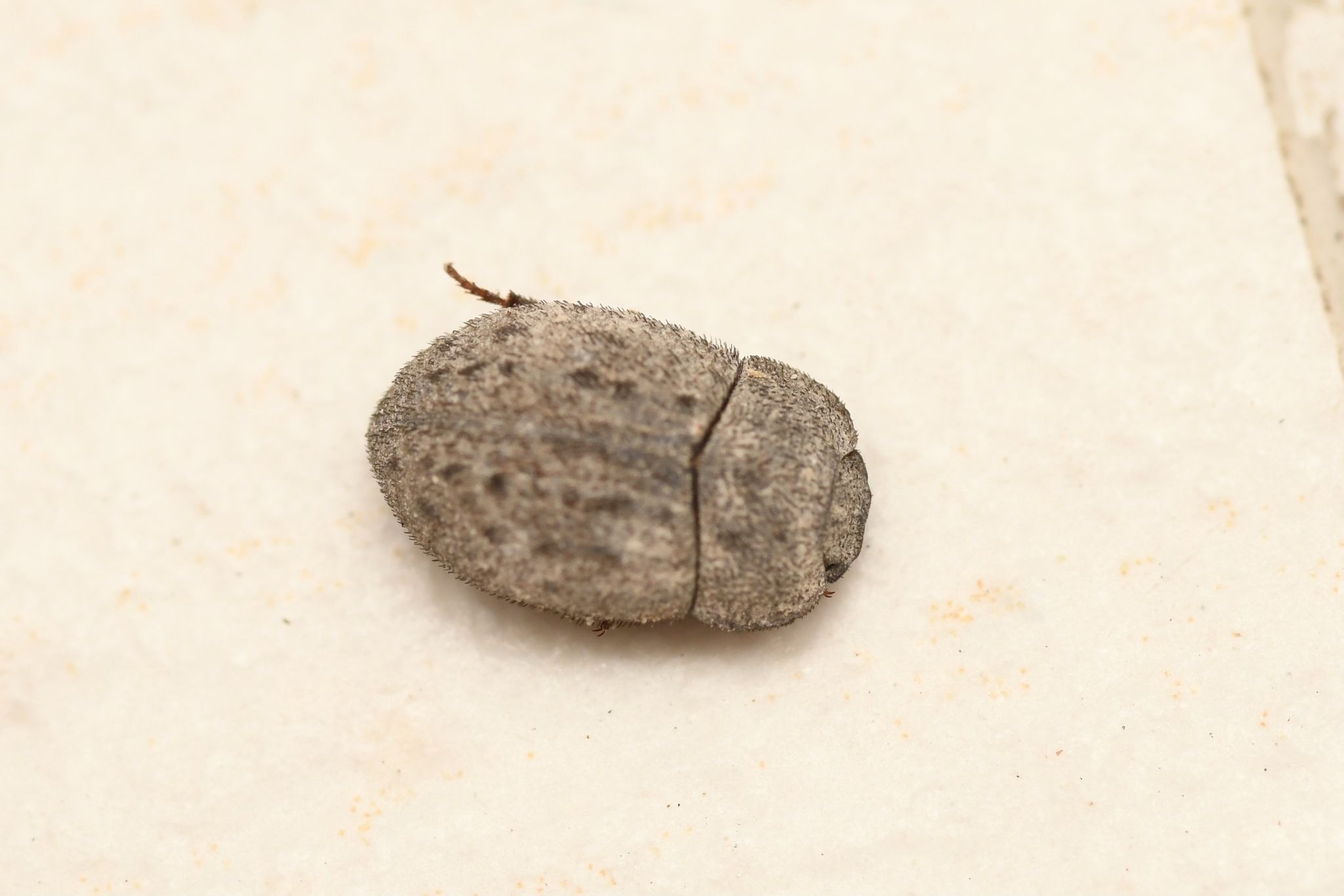Caedius