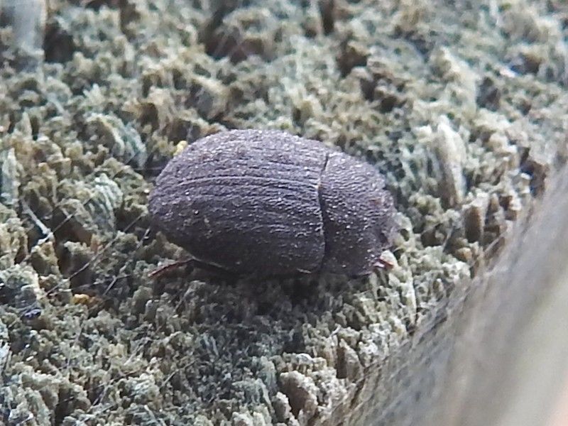 Caedius