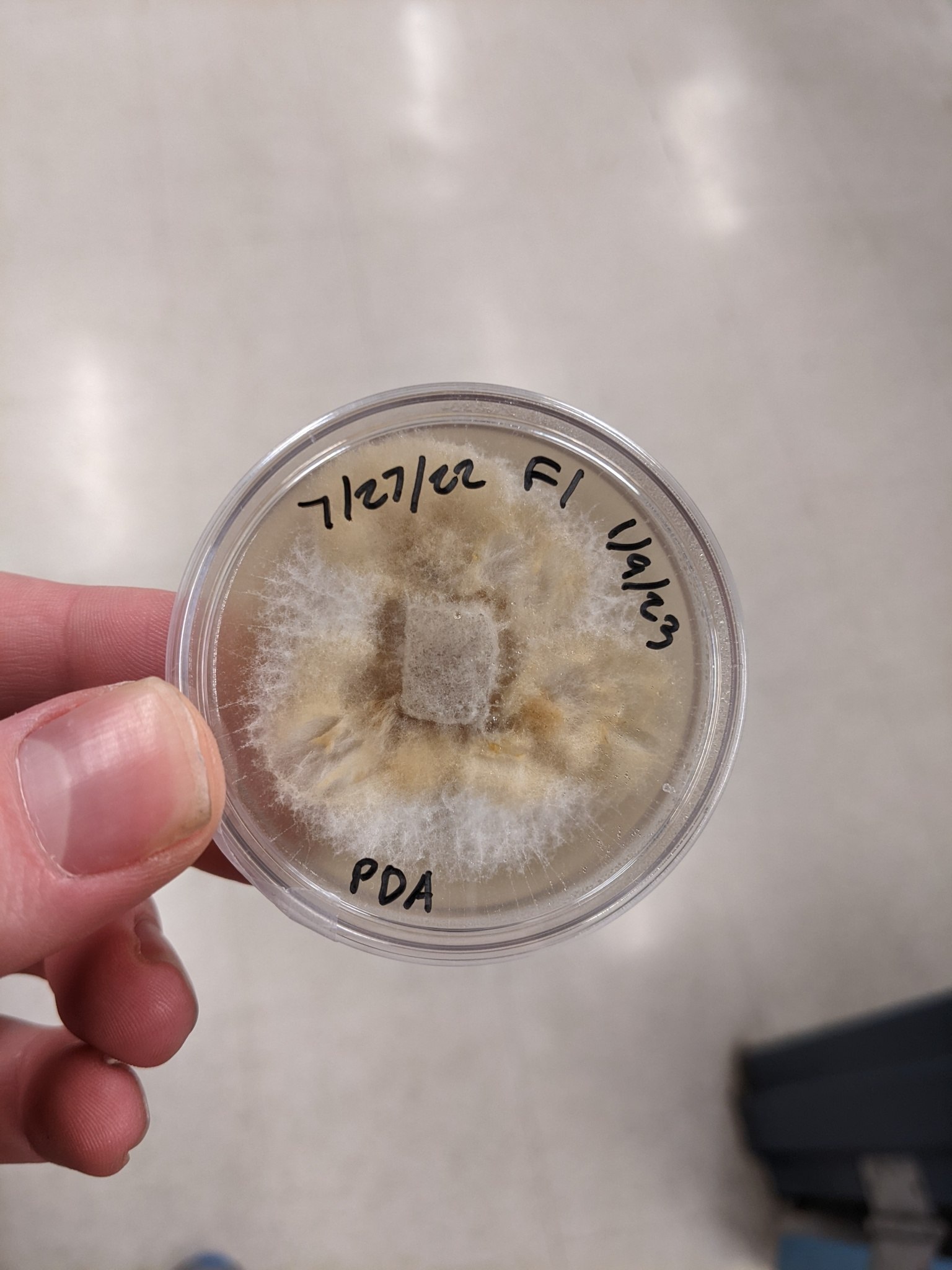 Fusarium fujikuroi